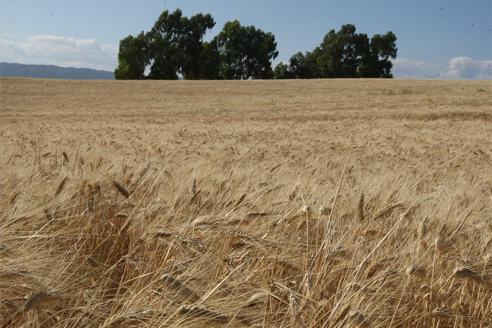 En este momento estás viendo Puesta en marcha del proyecto ECOCEREAL+ para el apoyo al sector del cereal ecológico