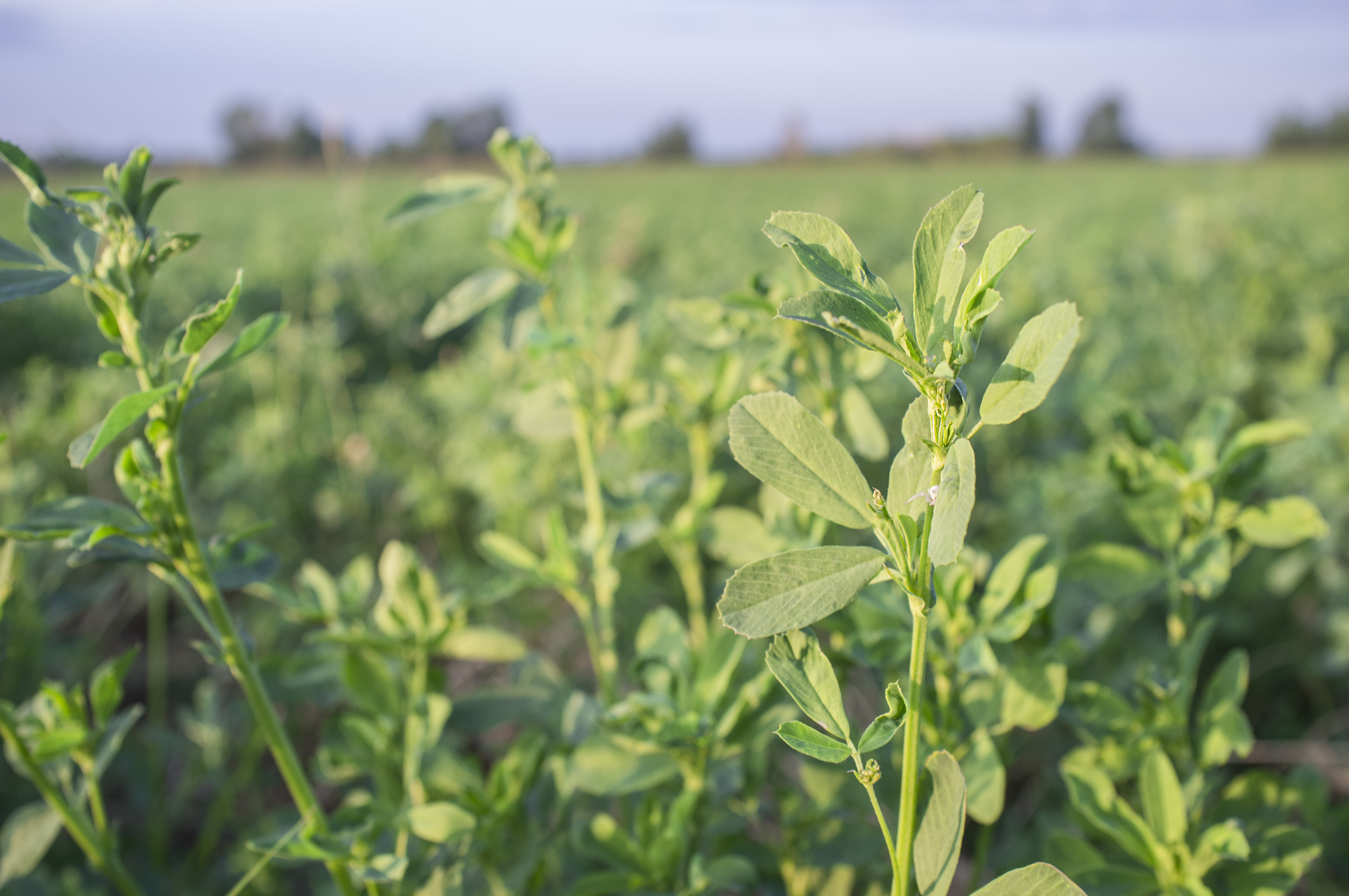 Las exportaciones de alfalfa deshidratada aumentan un 2,4% en el primer semestre de 2018